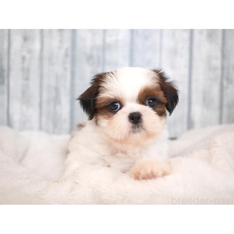 販売中の福岡県のシーズー-422002の6枚目