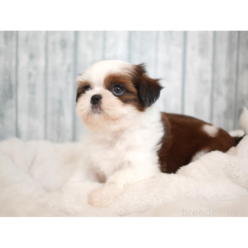 販売中の福岡県のシーズー-422002の5枚目