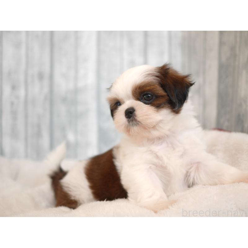 販売中の福岡県のシーズー-422002の4枚目