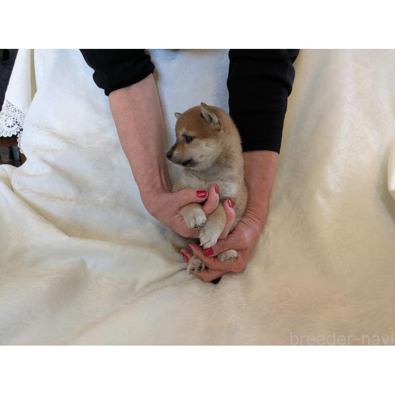 商談中の愛知県の豆柴-419417の4枚目