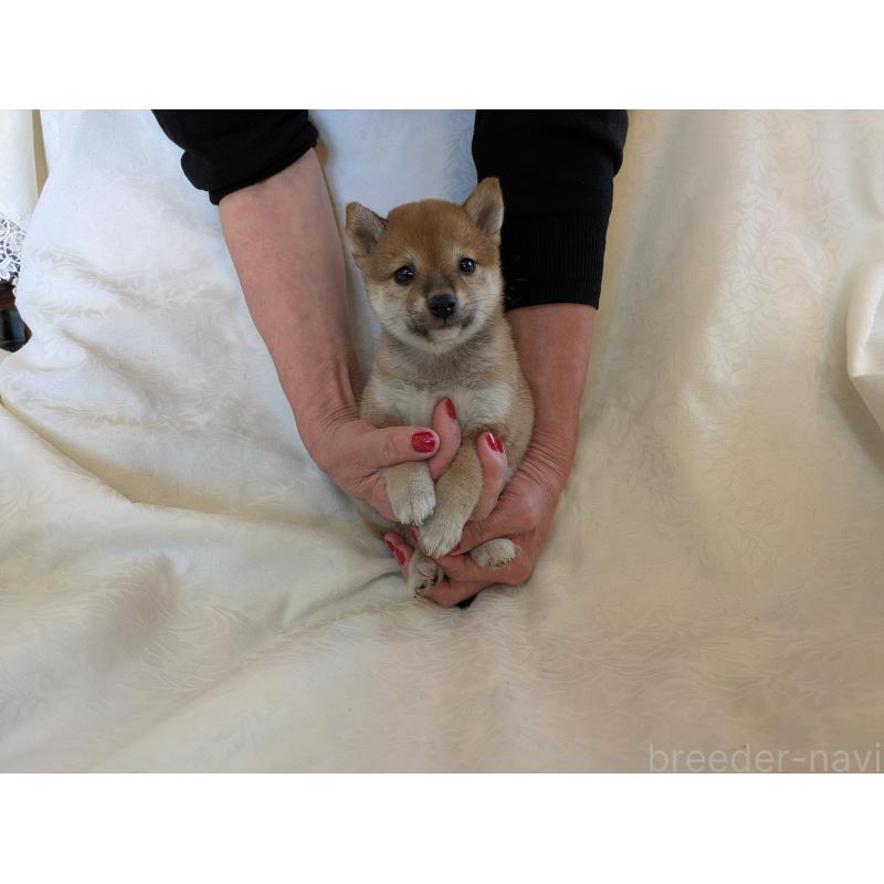 商談中の愛知県の豆柴-419417の3枚目