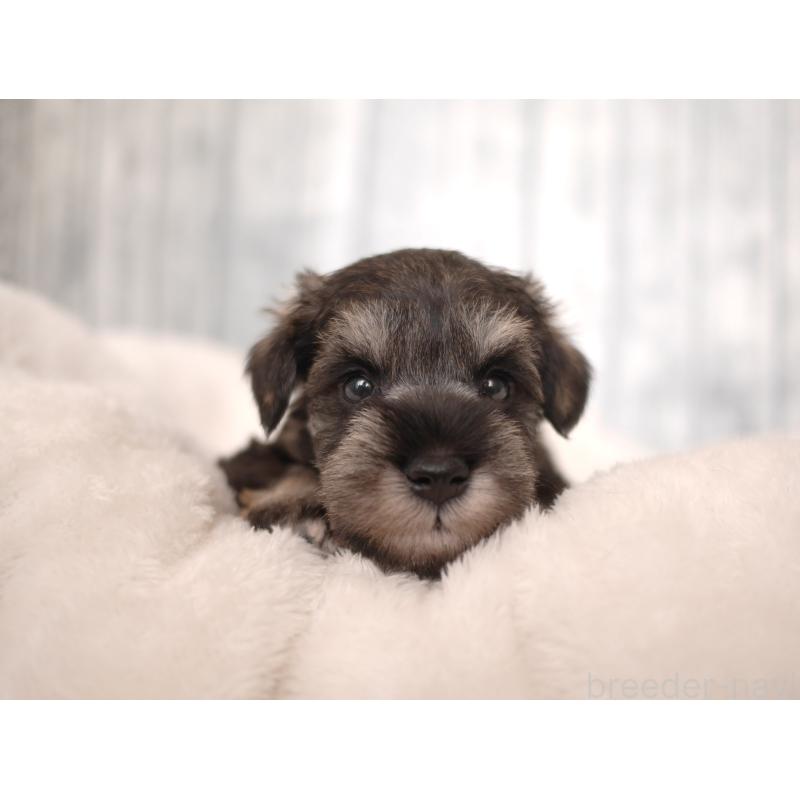 販売中の福岡県のミニチュアシュナウザー-426516の4枚目