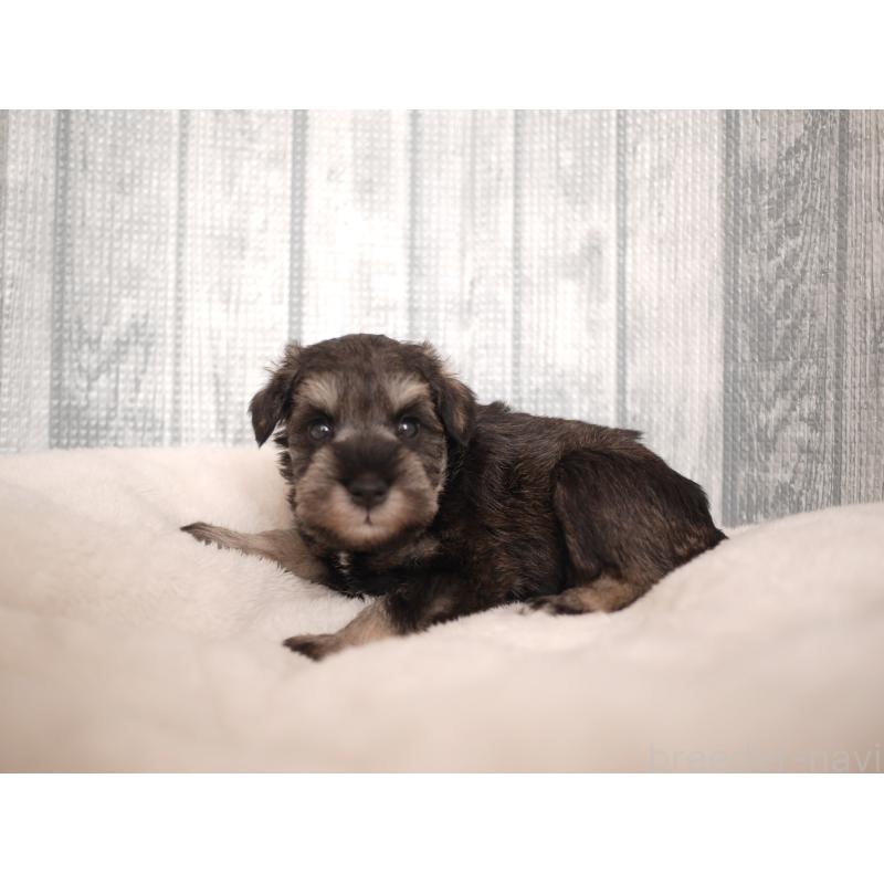 販売中の福岡県のミニチュアシュナウザー-426516の3枚目