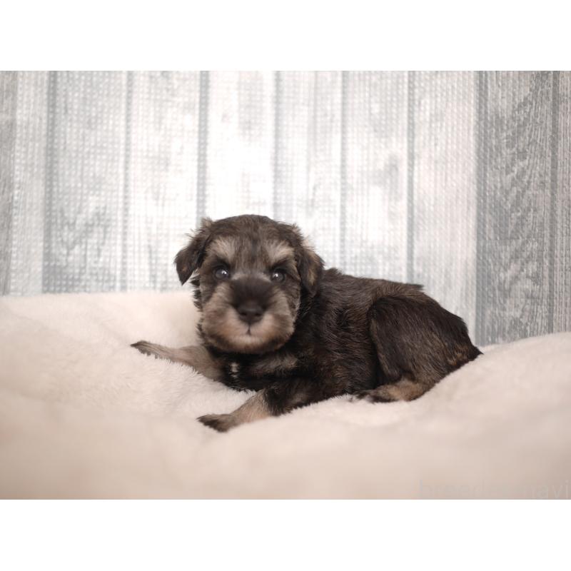 販売中の福岡県のミニチュアシュナウザー-426516の2枚目