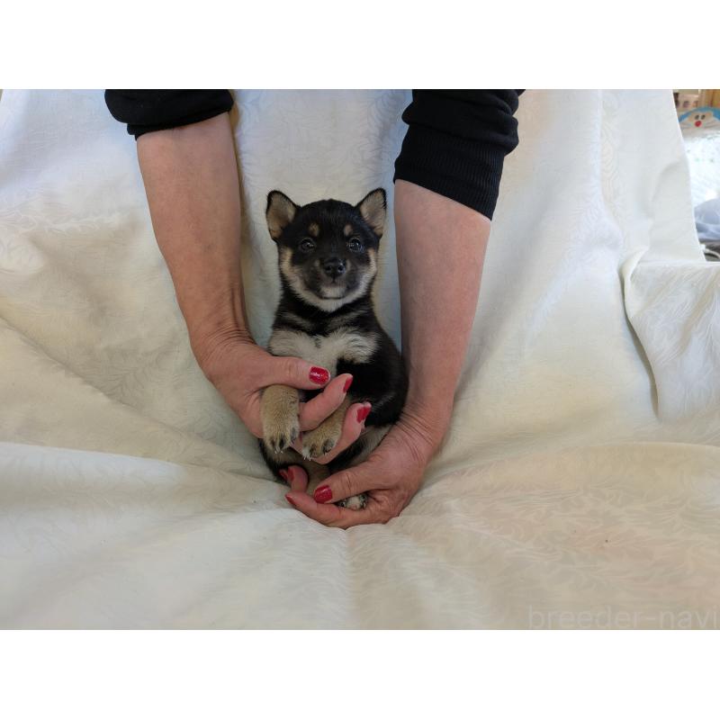 販売中の愛知県の豆柴-419419の4枚目