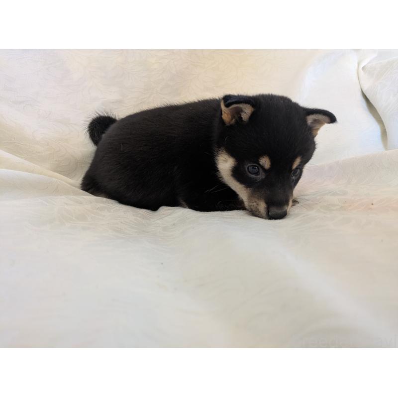 販売中の愛知県の豆柴-419421の6枚目