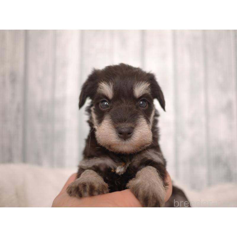 販売中の福岡県のミニチュアシュナウザー-426517の7枚目