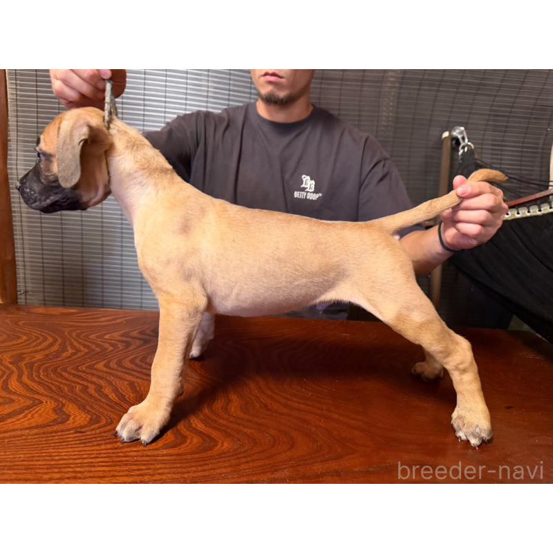 販売中の東京都のプレサカナリオ-426518の1枚目