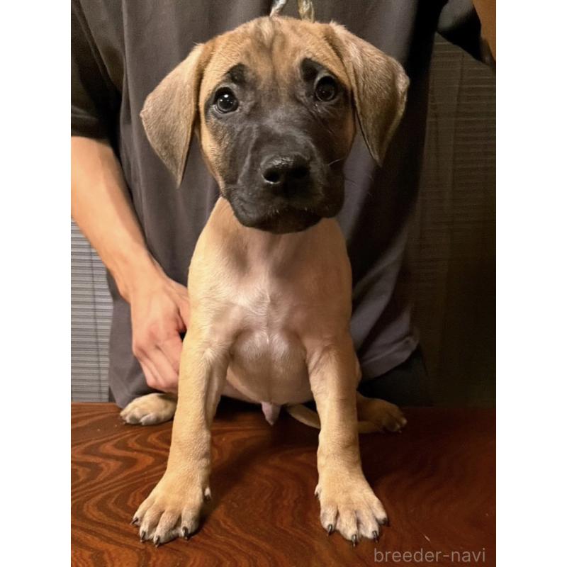 販売中の東京都のプレサカナリオ-426518の2枚目