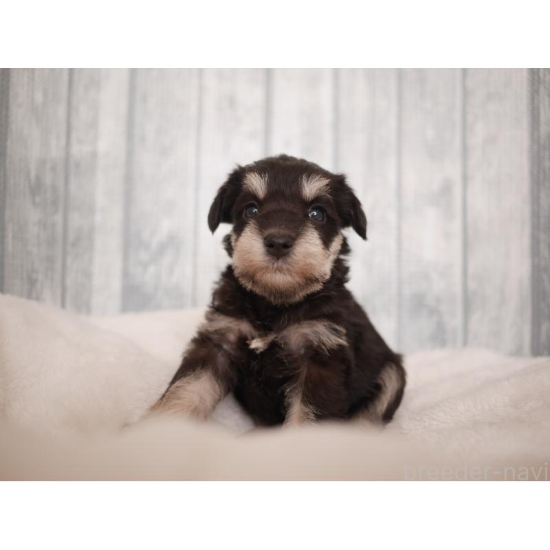 販売中の福岡県のミニチュアシュナウザー-426517の6枚目