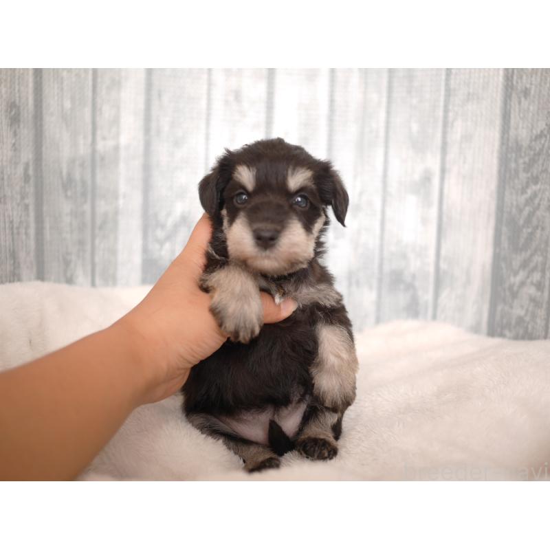 販売中の福岡県のミニチュアシュナウザー-426517の5枚目