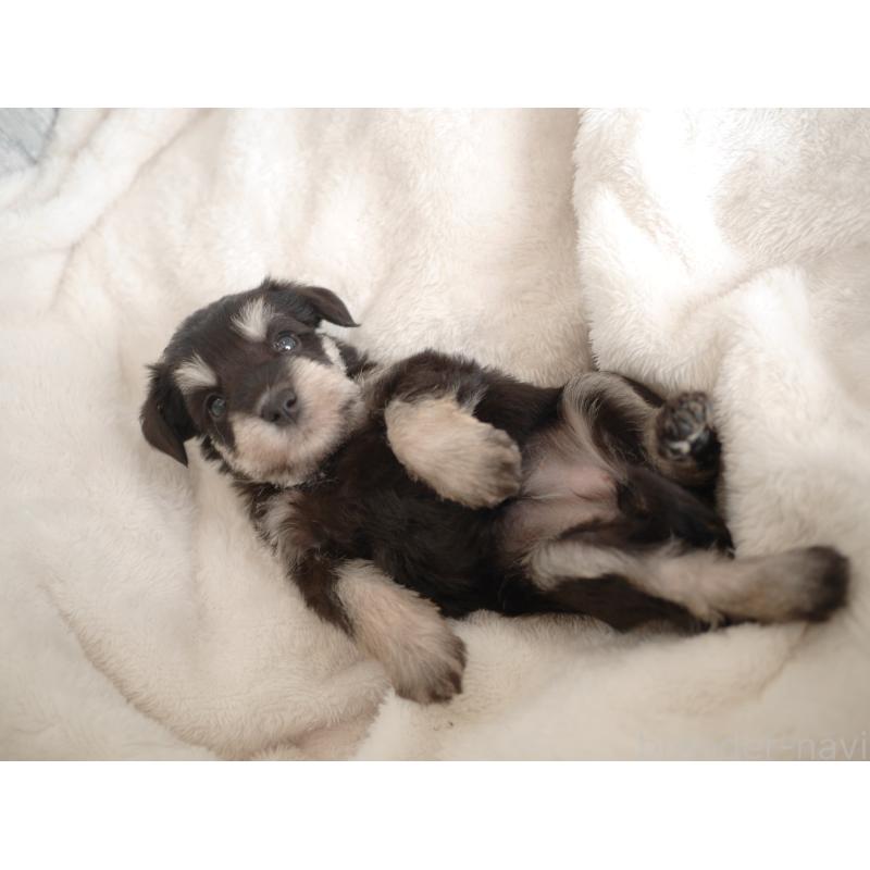 販売中の福岡県のミニチュアシュナウザー-426517の4枚目