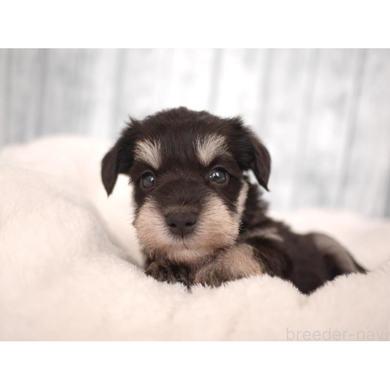 販売中の福岡県のミニチュアシュナウザー-426517の3枚目