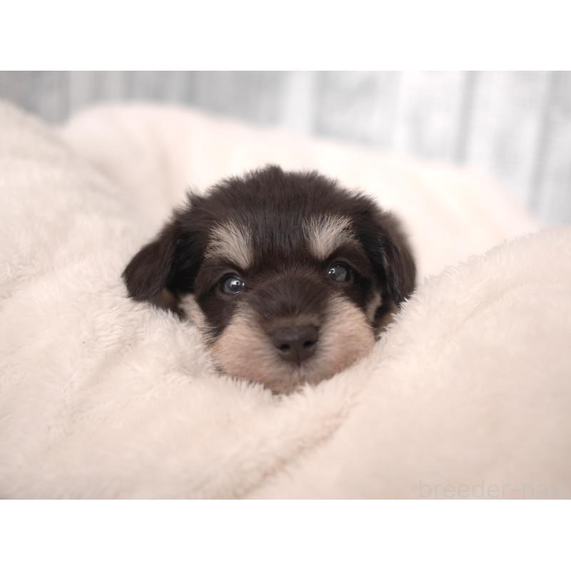 販売中の福岡県のミニチュアシュナウザー-426517の2枚目