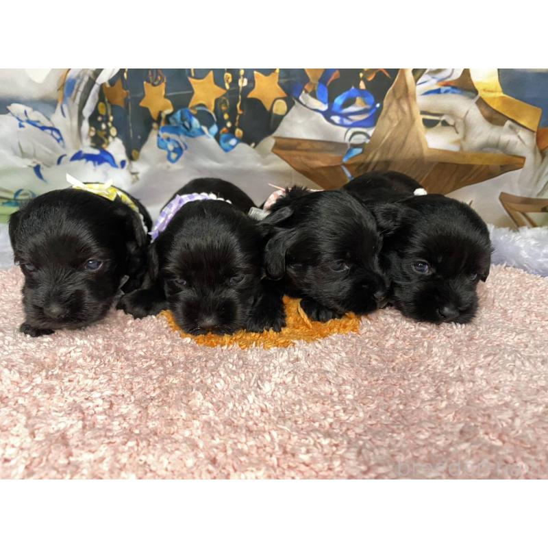 販売中の神奈川県のミックス犬-426519の7枚目