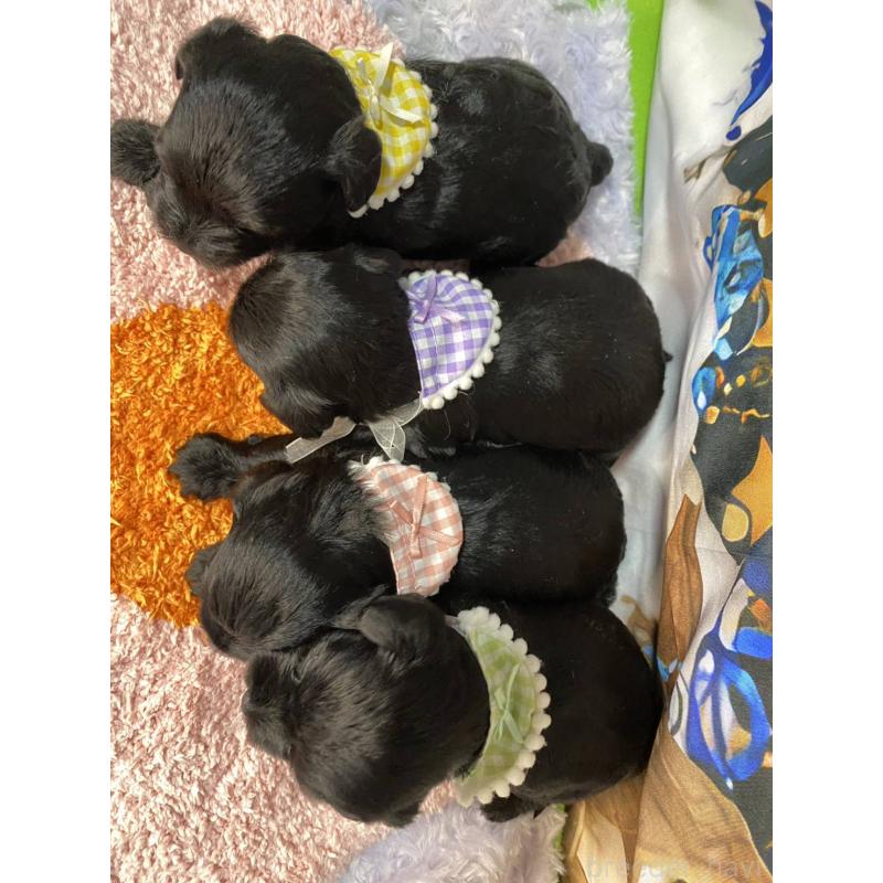 販売中の神奈川県のミックス犬-426519の6枚目