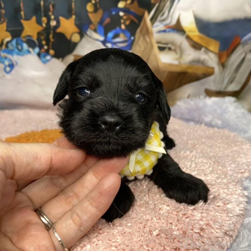 販売中の神奈川県のミックス犬-426519