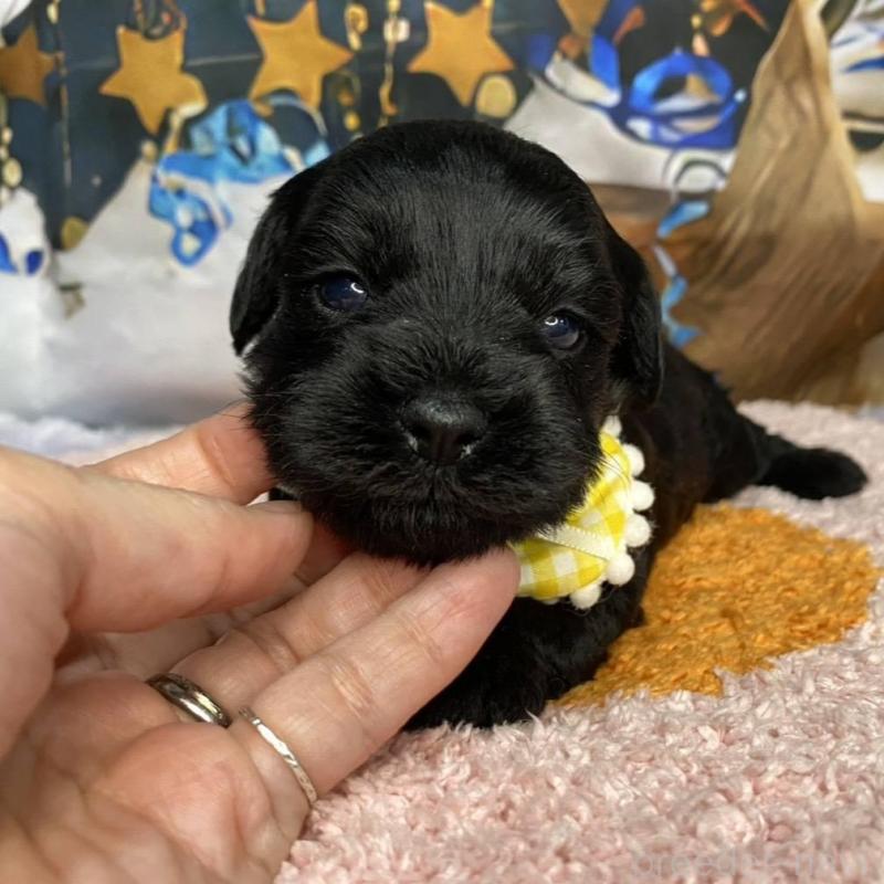 販売中の神奈川県のミックス犬-426519の5枚目