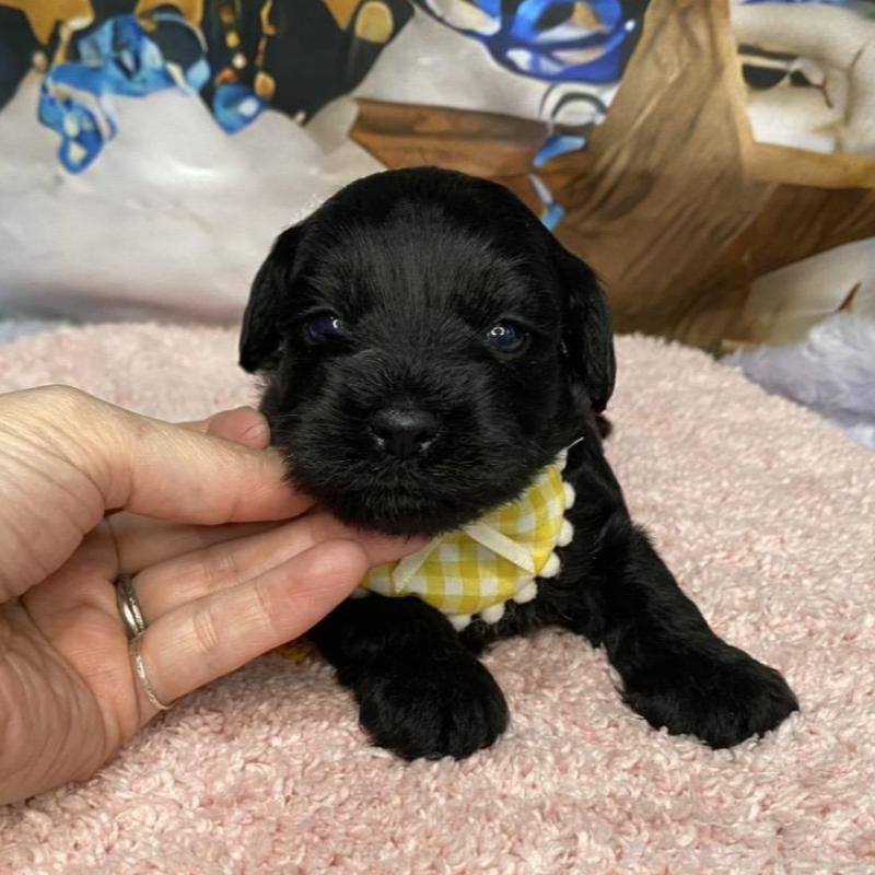 販売中の神奈川県のミックス犬-426519の4枚目