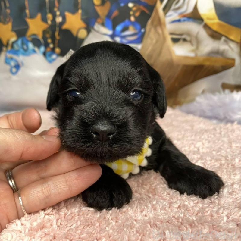 販売中の神奈川県のミックス犬-426519の3枚目