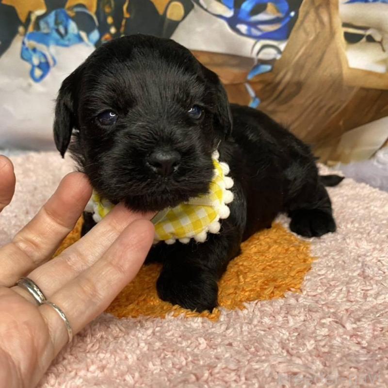 販売中の神奈川県のミックス犬-426519の2枚目