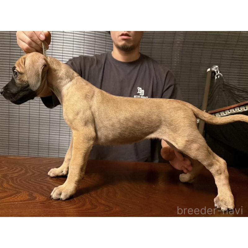 販売中の東京都のプレサカナリオ-426520