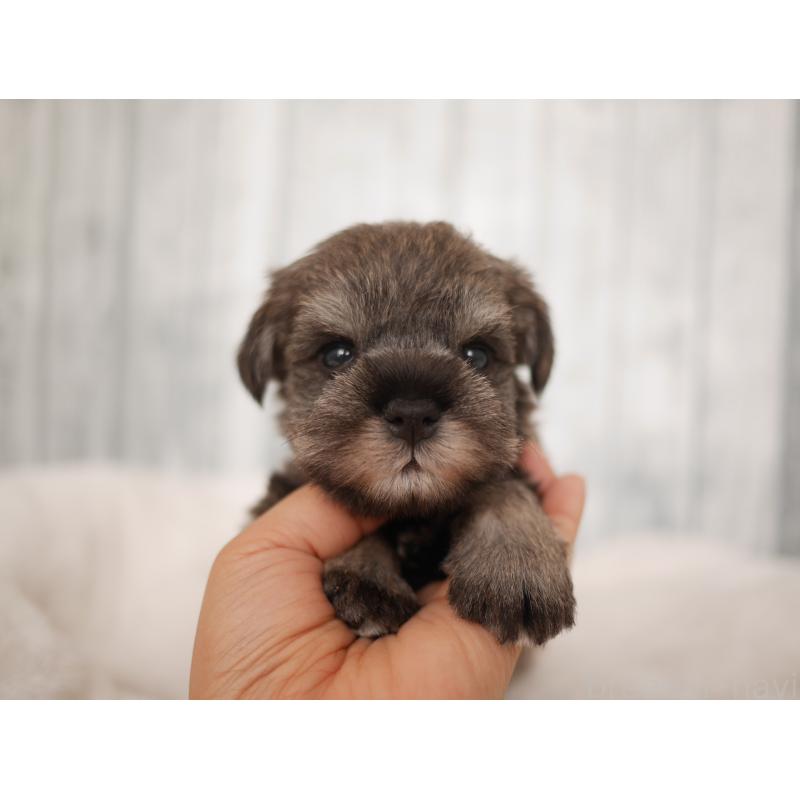 販売中の福岡県のミニチュアシュナウザー-426521の8枚目