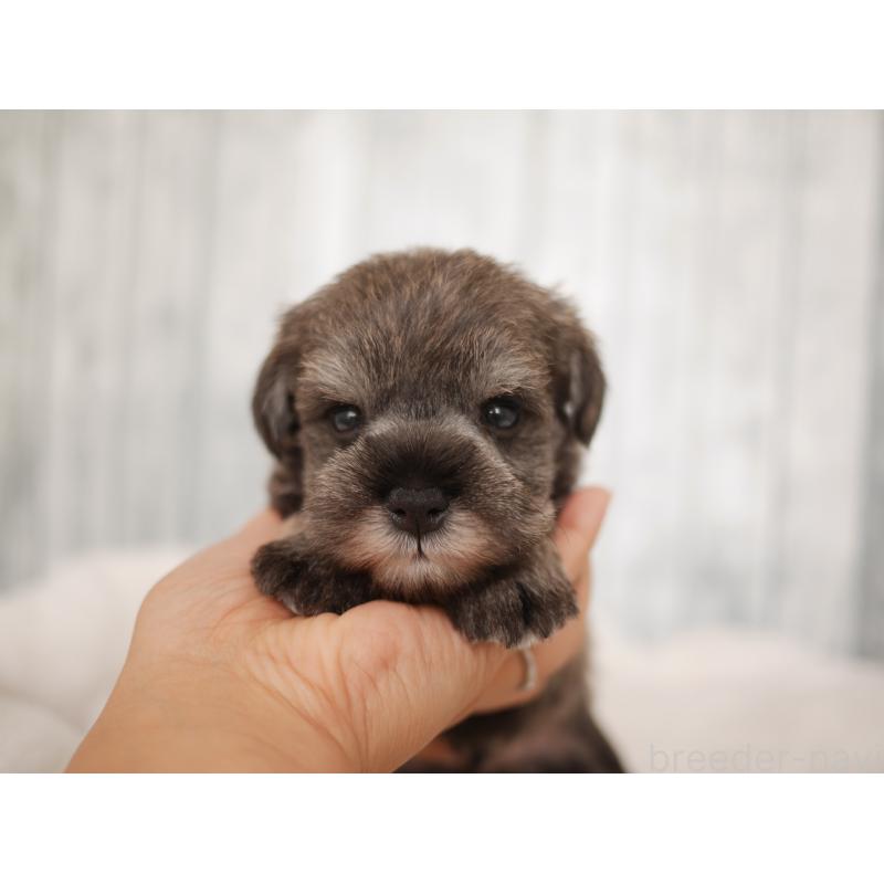 販売中の福岡県のミニチュアシュナウザー-426521の6枚目