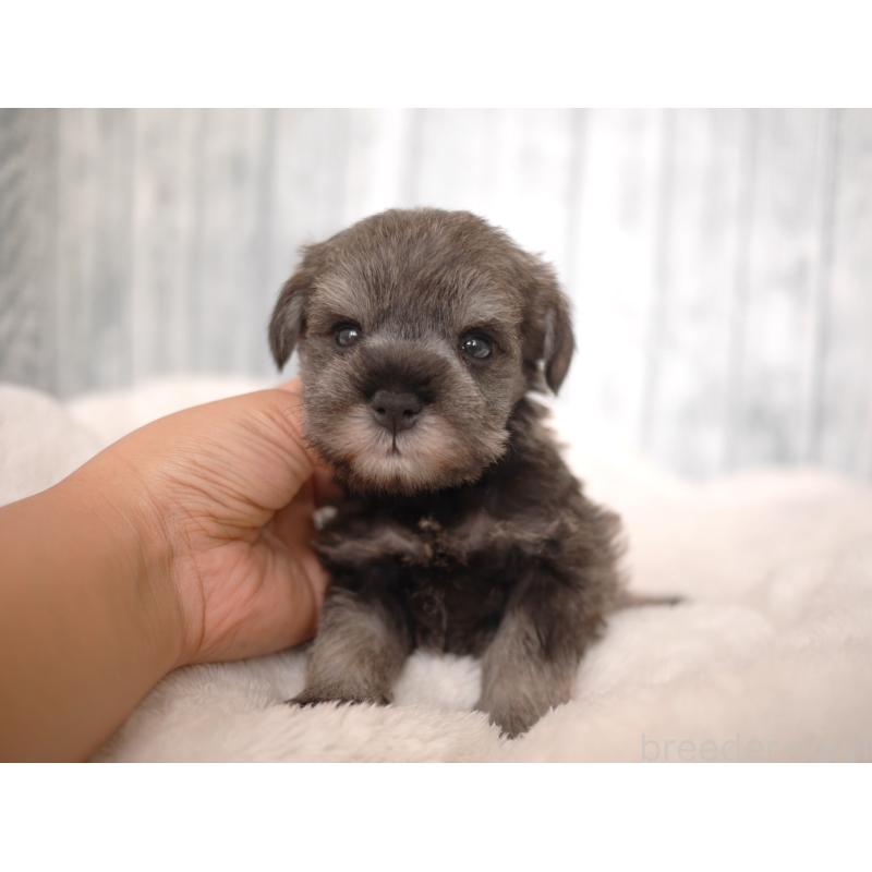 販売中の福岡県のミニチュアシュナウザー-426521の5枚目