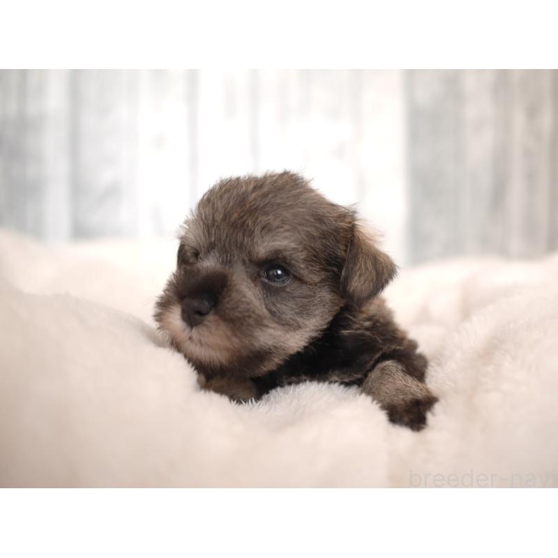 販売中の福岡県のミニチュアシュナウザー-426521の4枚目