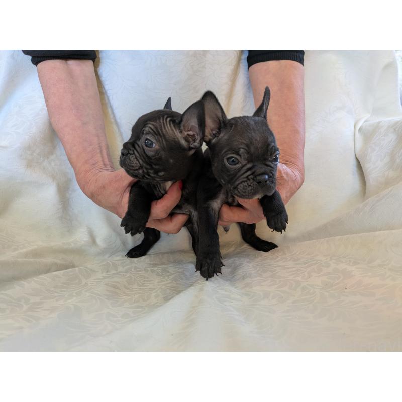 販売中の愛知県のフレンチブルドッグ-419393の4枚目