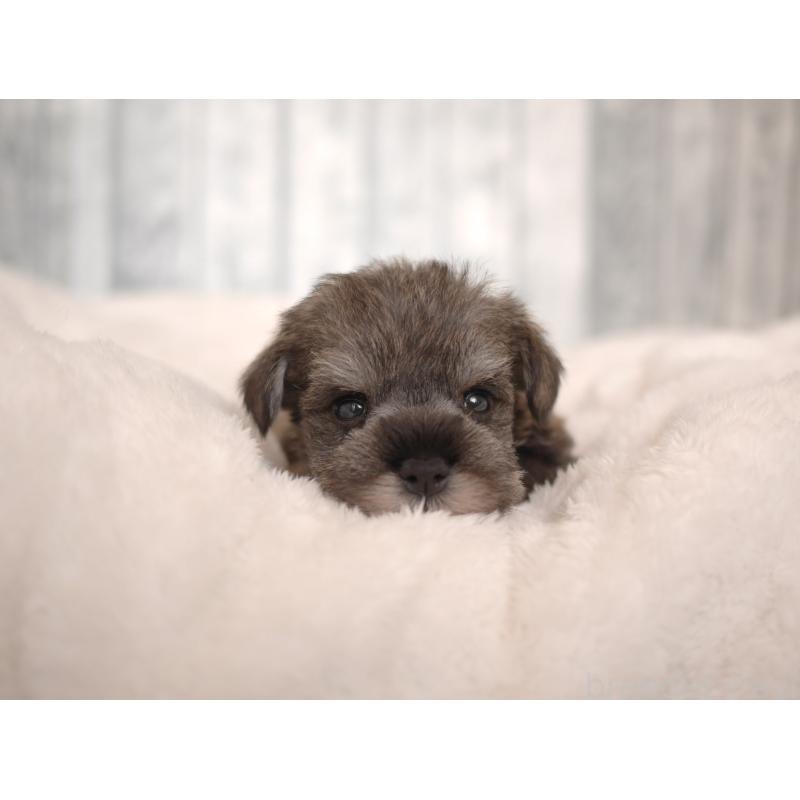 販売中の福岡県のミニチュアシュナウザー-426521の3枚目