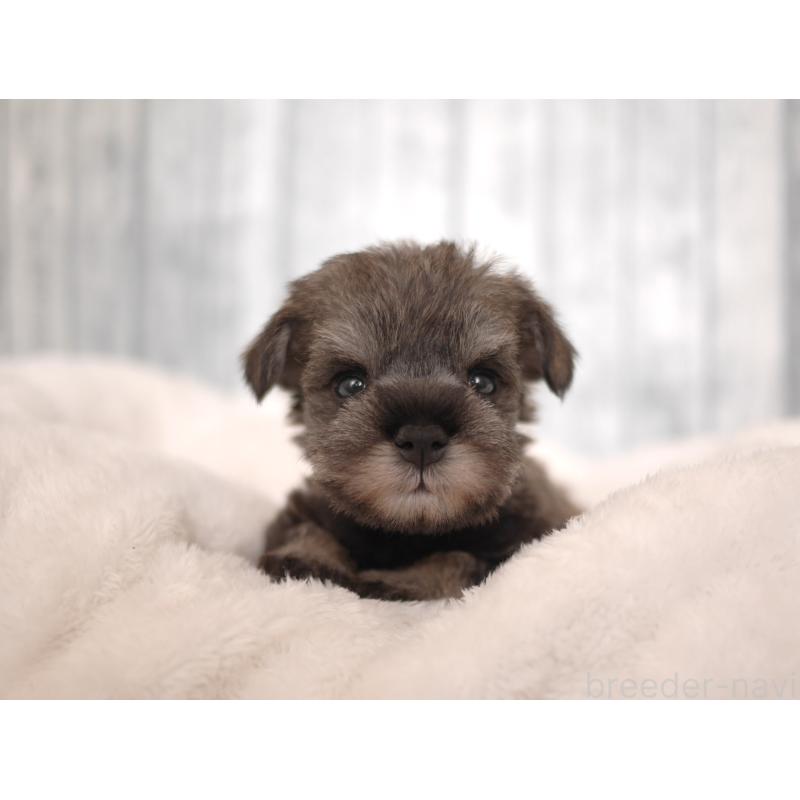 販売中の福岡県のミニチュアシュナウザー-426521の2枚目