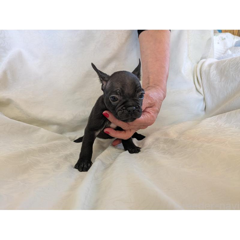 販売中の愛知県のフレンチブルドッグ-419394の4枚目