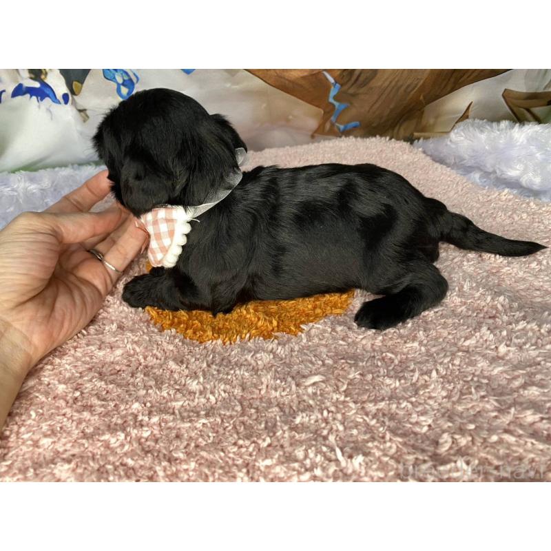 販売中の神奈川県のミックス犬-426523の8枚目