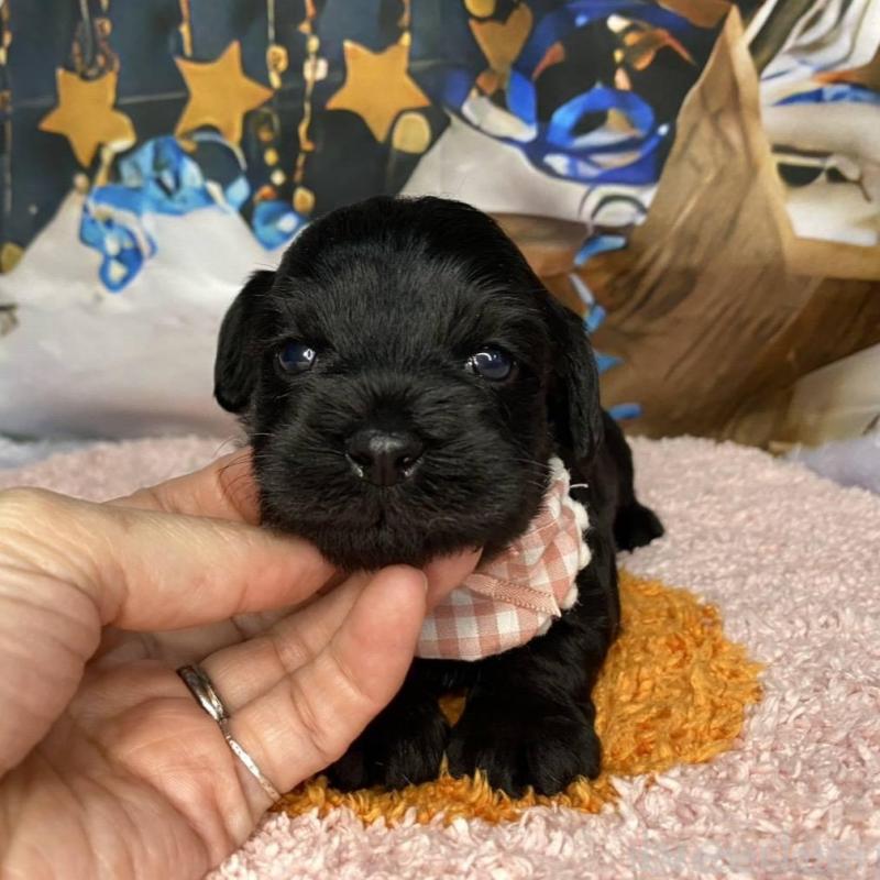 販売中の神奈川県のミックス犬-426523