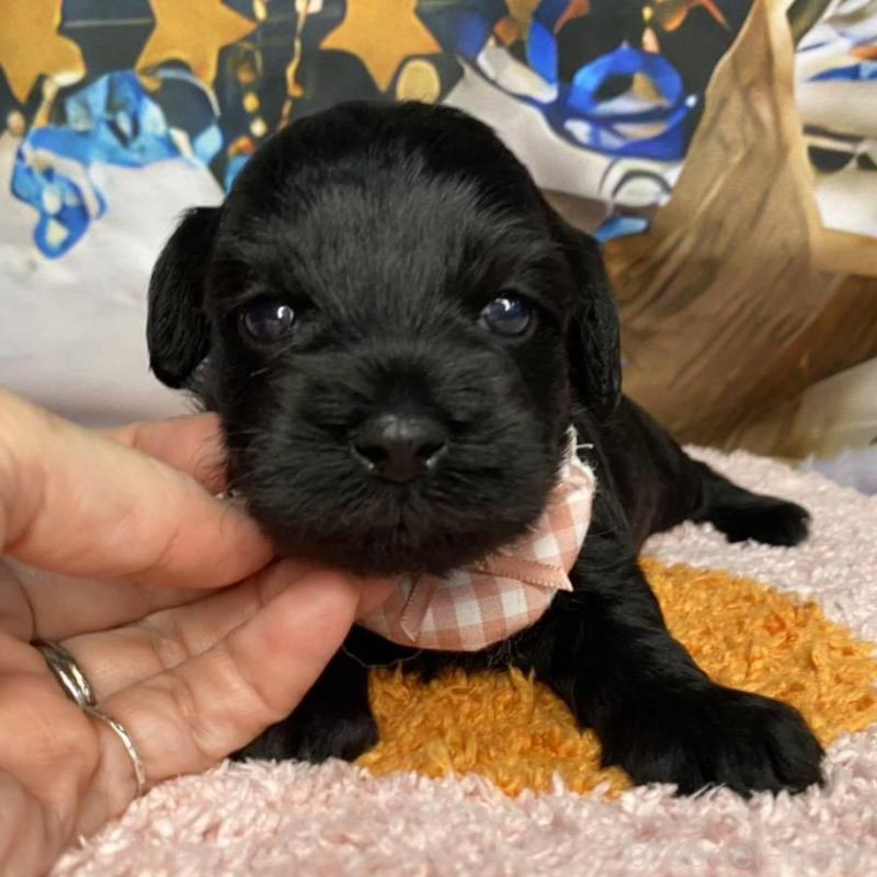 販売中の神奈川県のミックス犬-426523の5枚目