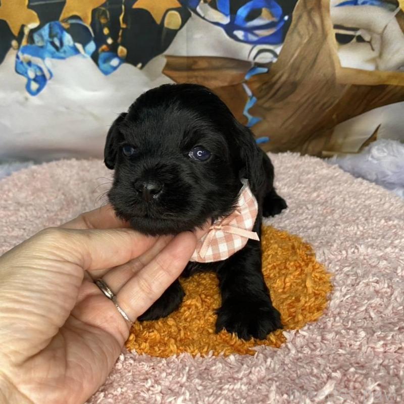 販売中の神奈川県のミックス犬-426523の4枚目