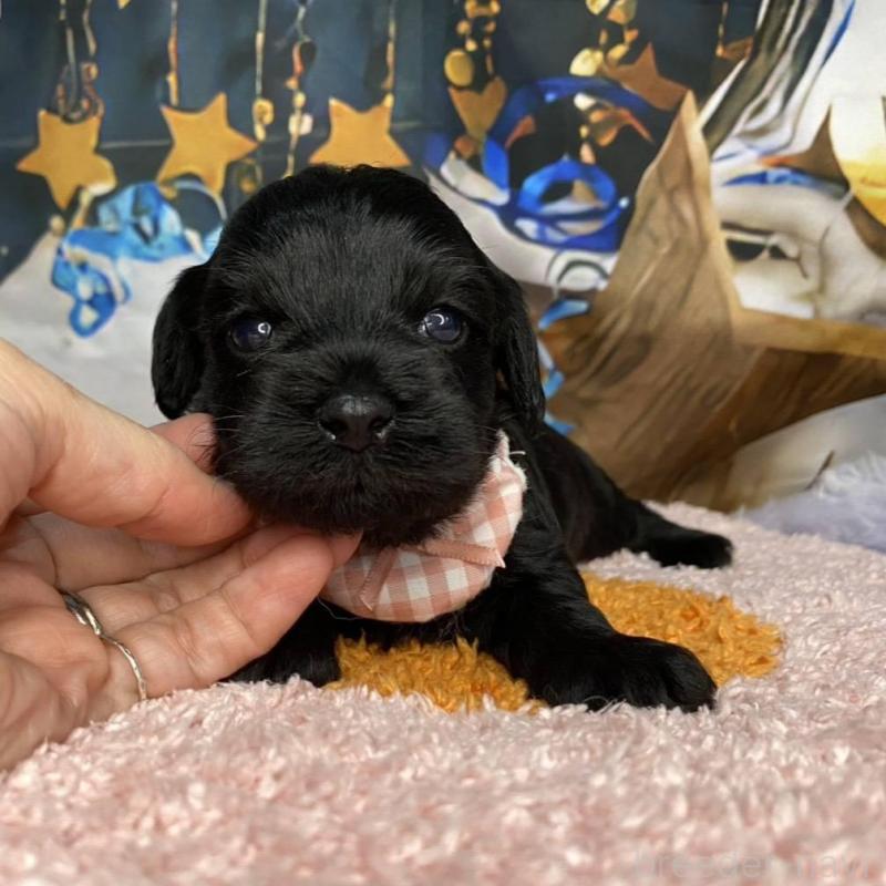 販売中の神奈川県のミックス犬-426523の3枚目