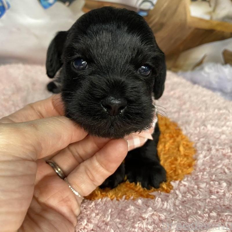 販売中の神奈川県のミックス犬-426523の2枚目