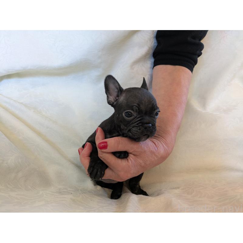 販売中の愛知県のフレンチブルドッグ-419395の5枚目