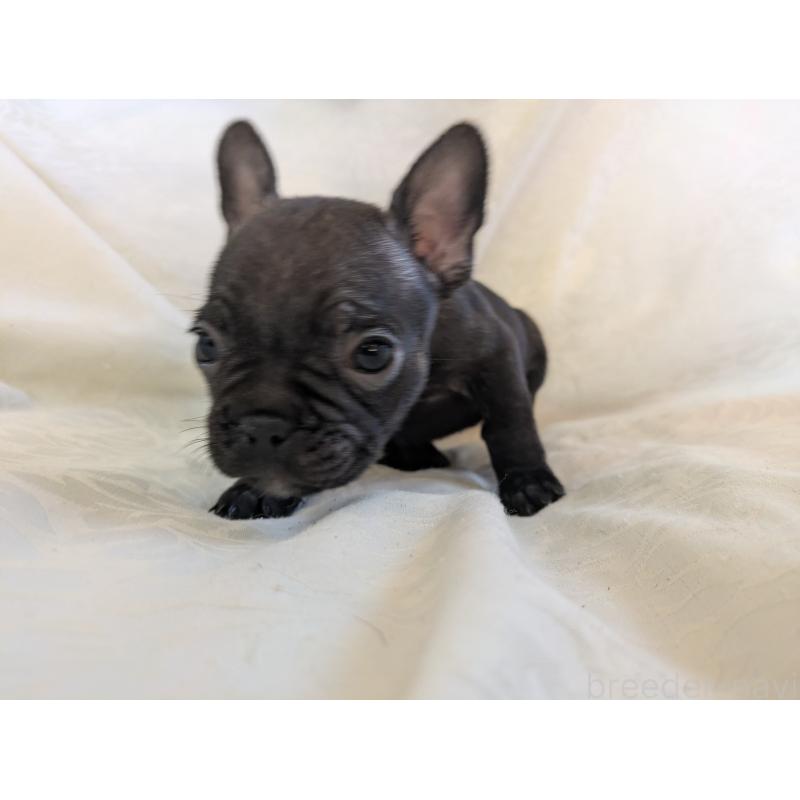 販売中の愛知県のフレンチブルドッグ-419395の3枚目