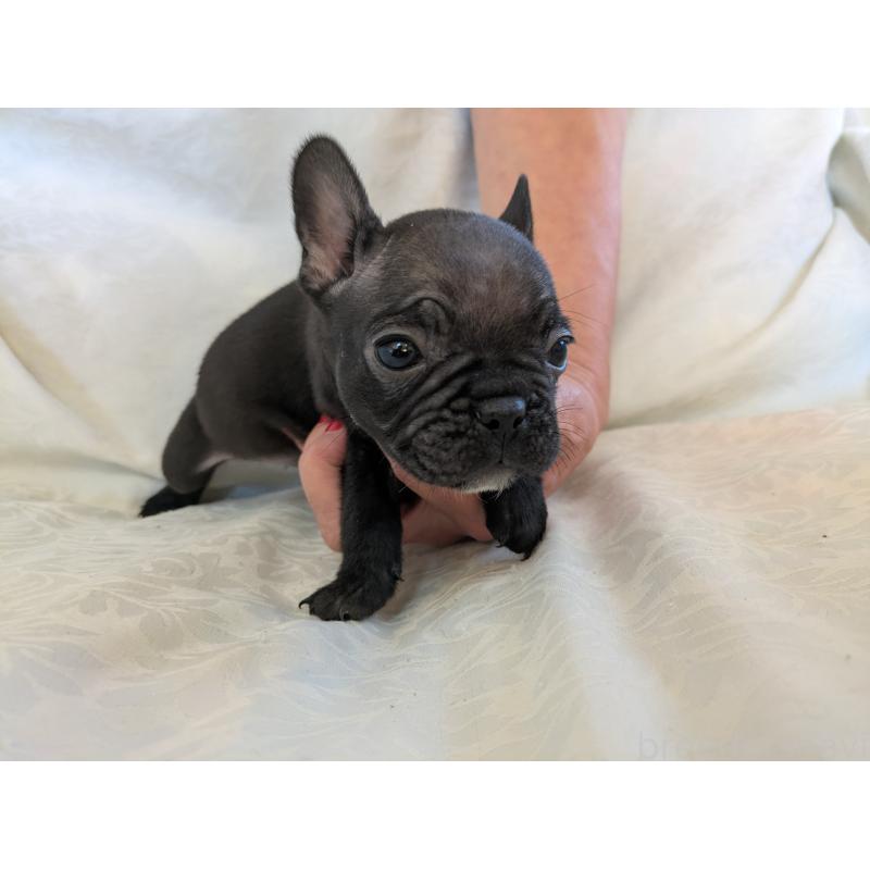 販売中の愛知県のフレンチブルドッグ-419397の5枚目