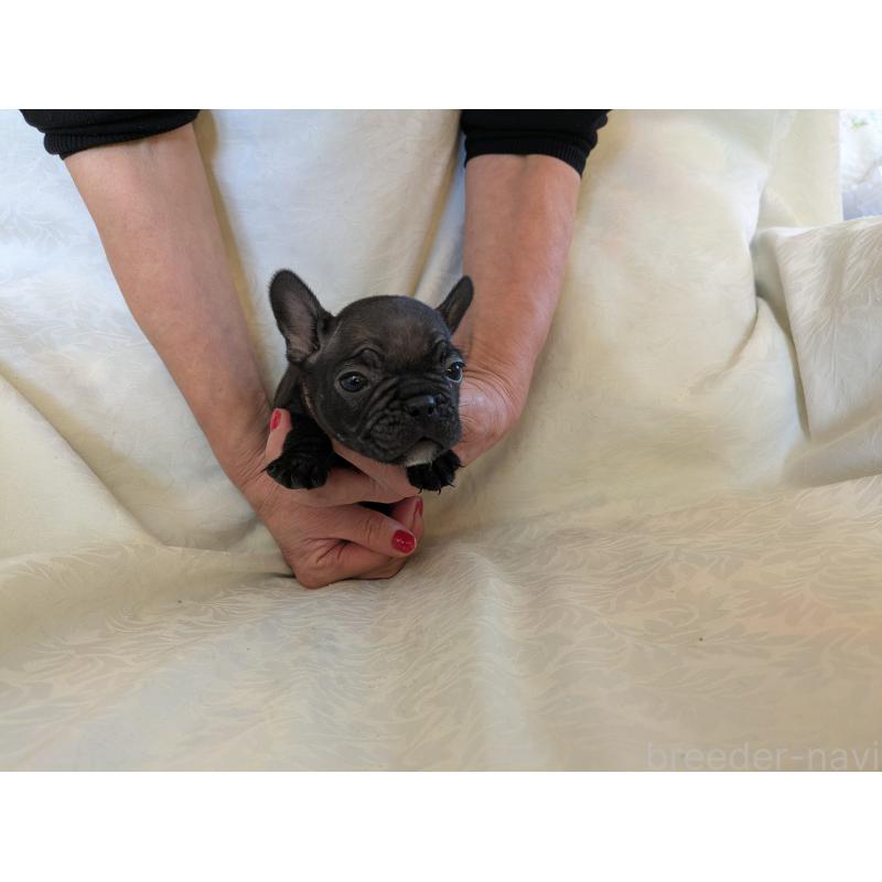 販売中の愛知県のフレンチブルドッグ-419397の4枚目