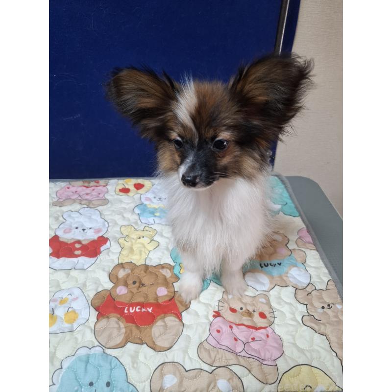 販売中の愛媛県のパピヨン-412222の15枚目