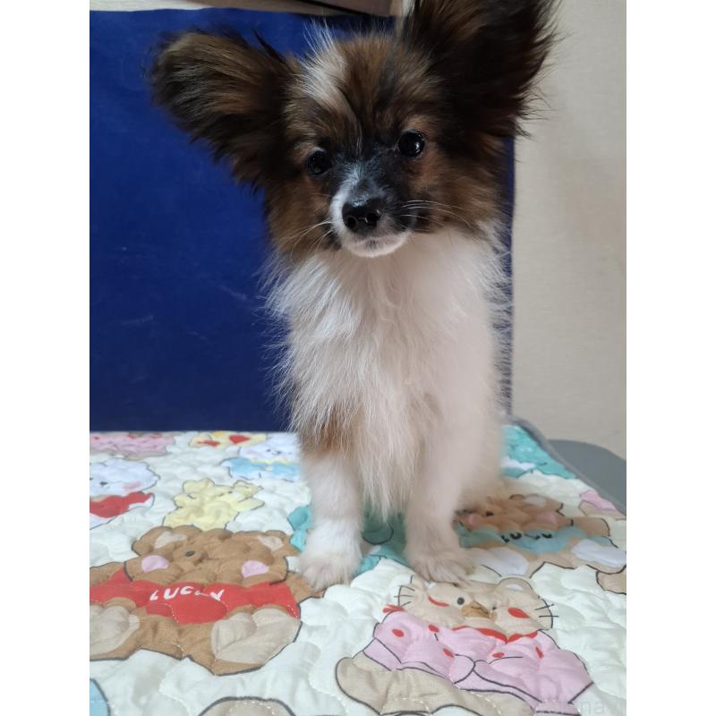 販売中の愛媛県のパピヨン-412222の14枚目