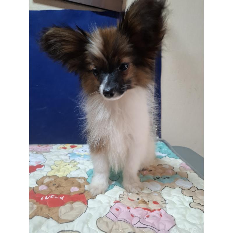 販売中の愛媛県のパピヨン-412222の13枚目