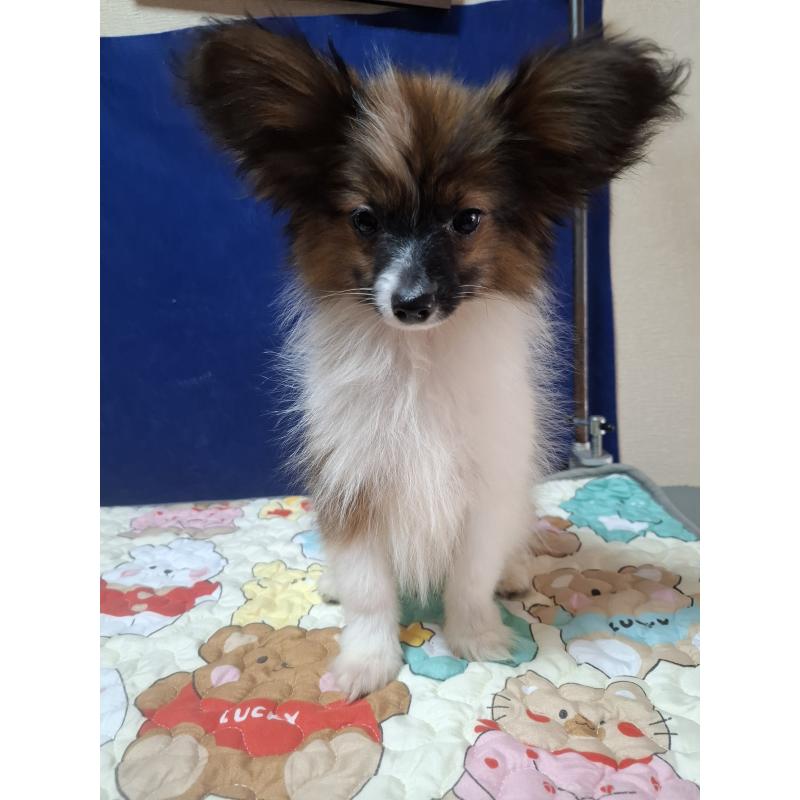 販売中の愛媛県のパピヨン-412222の12枚目