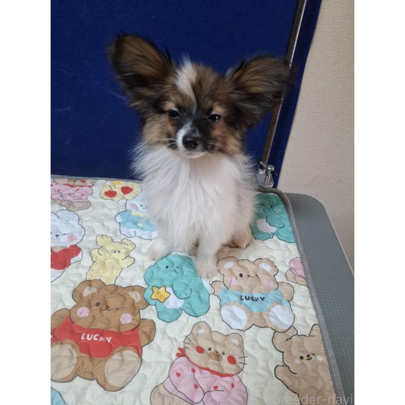 販売中の愛媛県のパピヨン-412222の11枚目