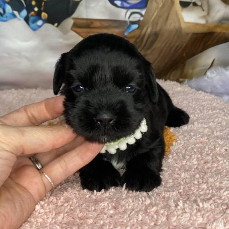 販売中の神奈川県のミックス犬-426524